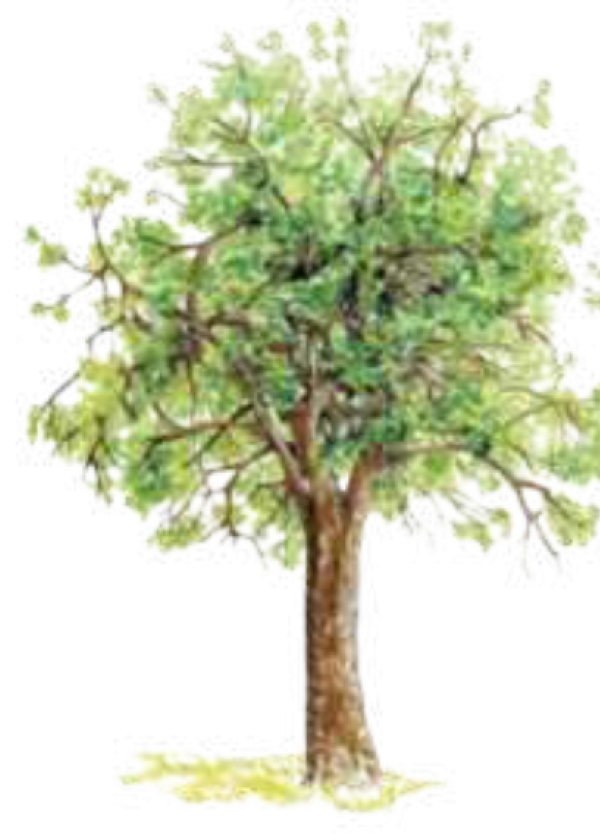 Algarrobo