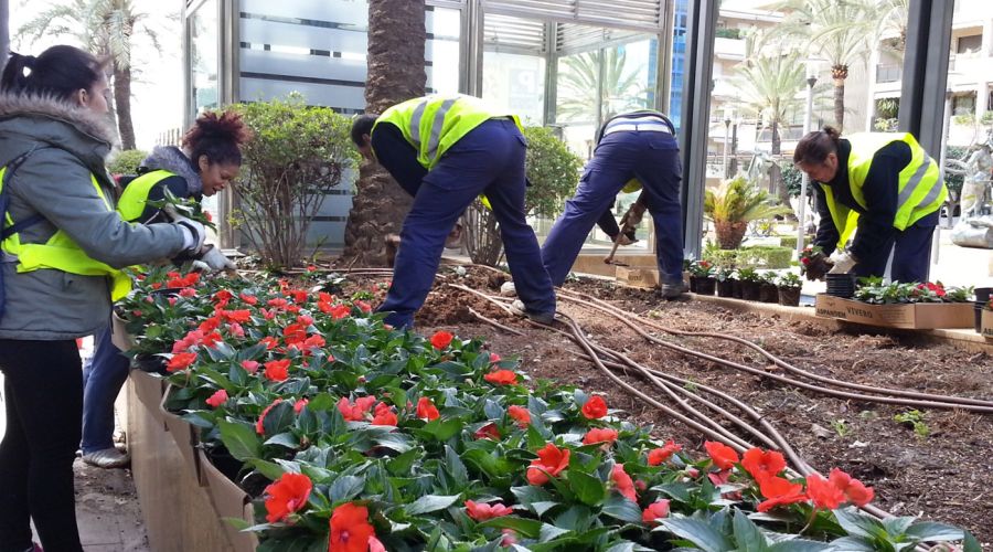El Ayuntamiento lleva a cabo la primera gran plantación del año con un total de 20.000 ejemplares