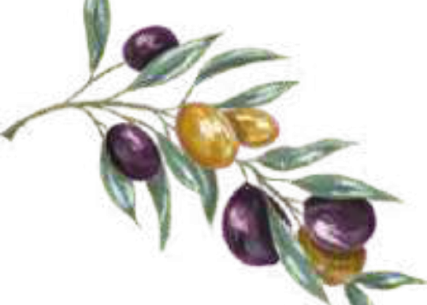 Olivo