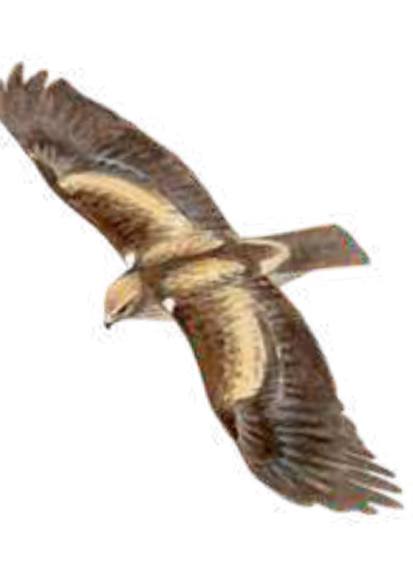 Águila culebrera
