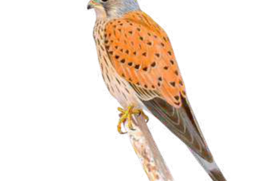 Cernícalo