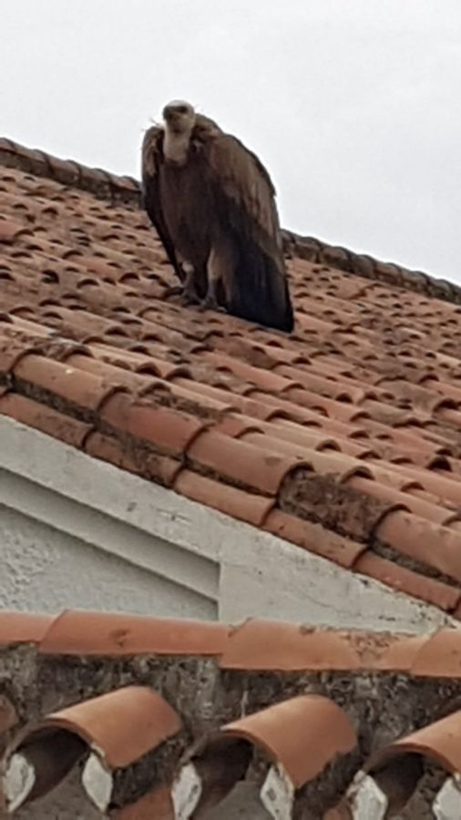 Imagen de la noticia El equipo municipal de Sanidad Veterinaria rescat…