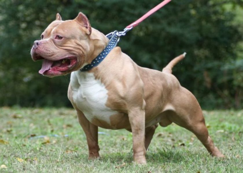 Razas de perros consideradas peligrosas