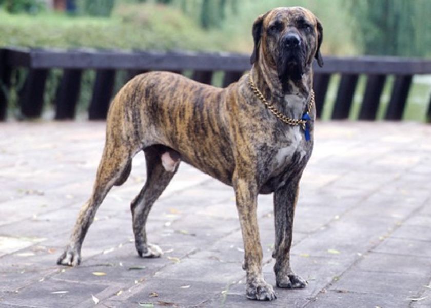 Razas de perros consideradas peligrosas