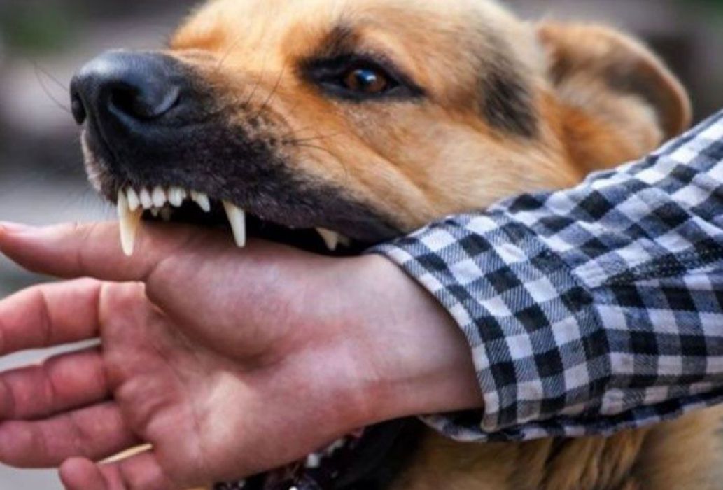 Qué debo hacer si me ha mordido un animal