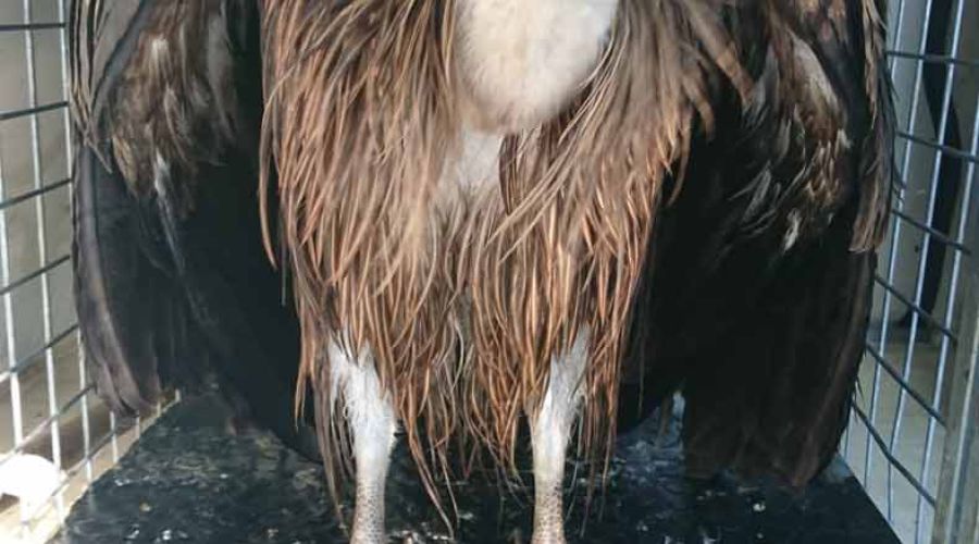 El equipo municipal de Sanidad Veterinaria rescata a un buitre leonado en la zona de embarcaciones recreativas del Puerto de La Bajadilla