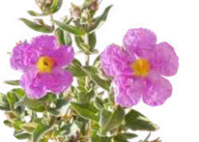 Jara blanca