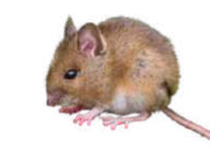 Ratón de campo