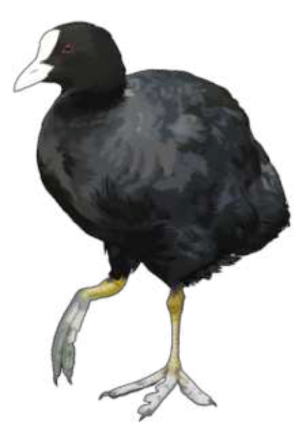 Focha común