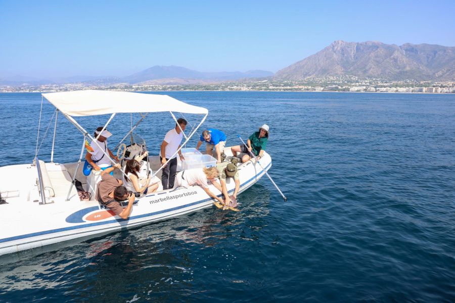 Imagen de la noticia Marbella participa en la suelta al mar de dos tor…