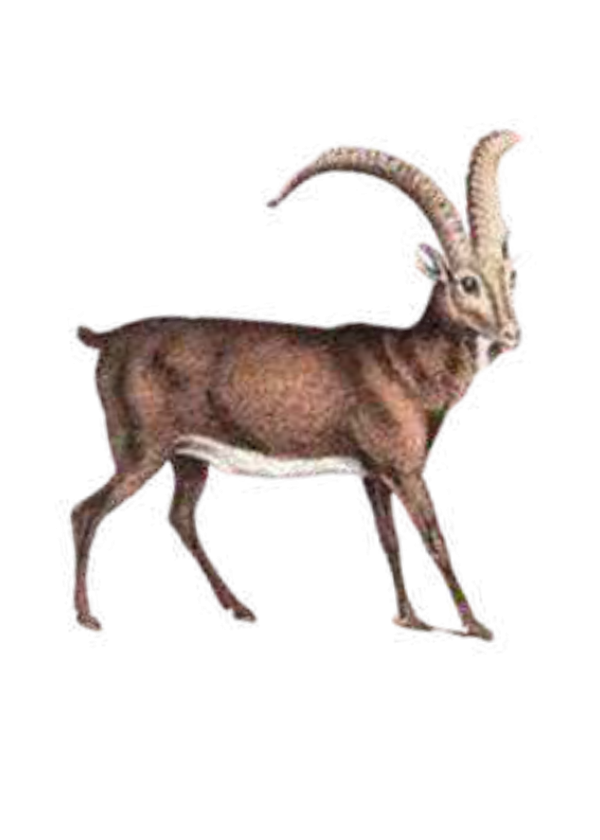 Corzo