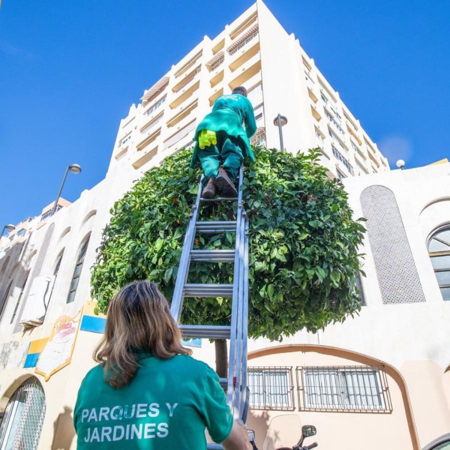 Imagen de la noticia El Ayuntamiento mantiene activo durante el period…